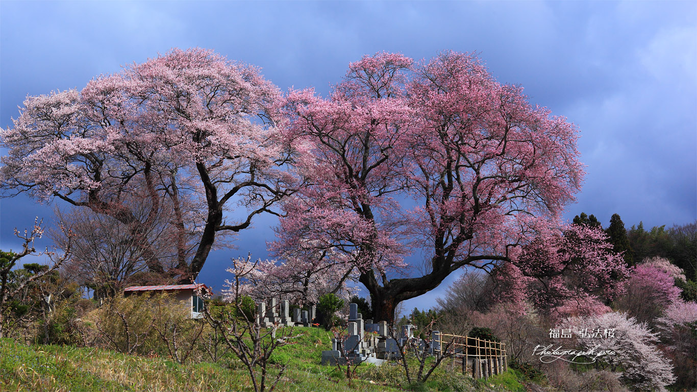 夫婦桜の弘法桜 壁紙