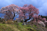 夫婦桜の弘法桜