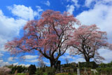 青空をバックに弘法桜