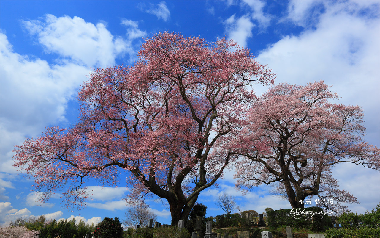 青空をバックに弘法桜 壁紙