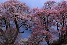 弘法桜