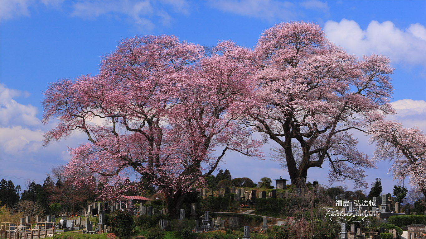 弘法桜 壁紙