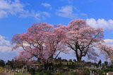 弘法桜