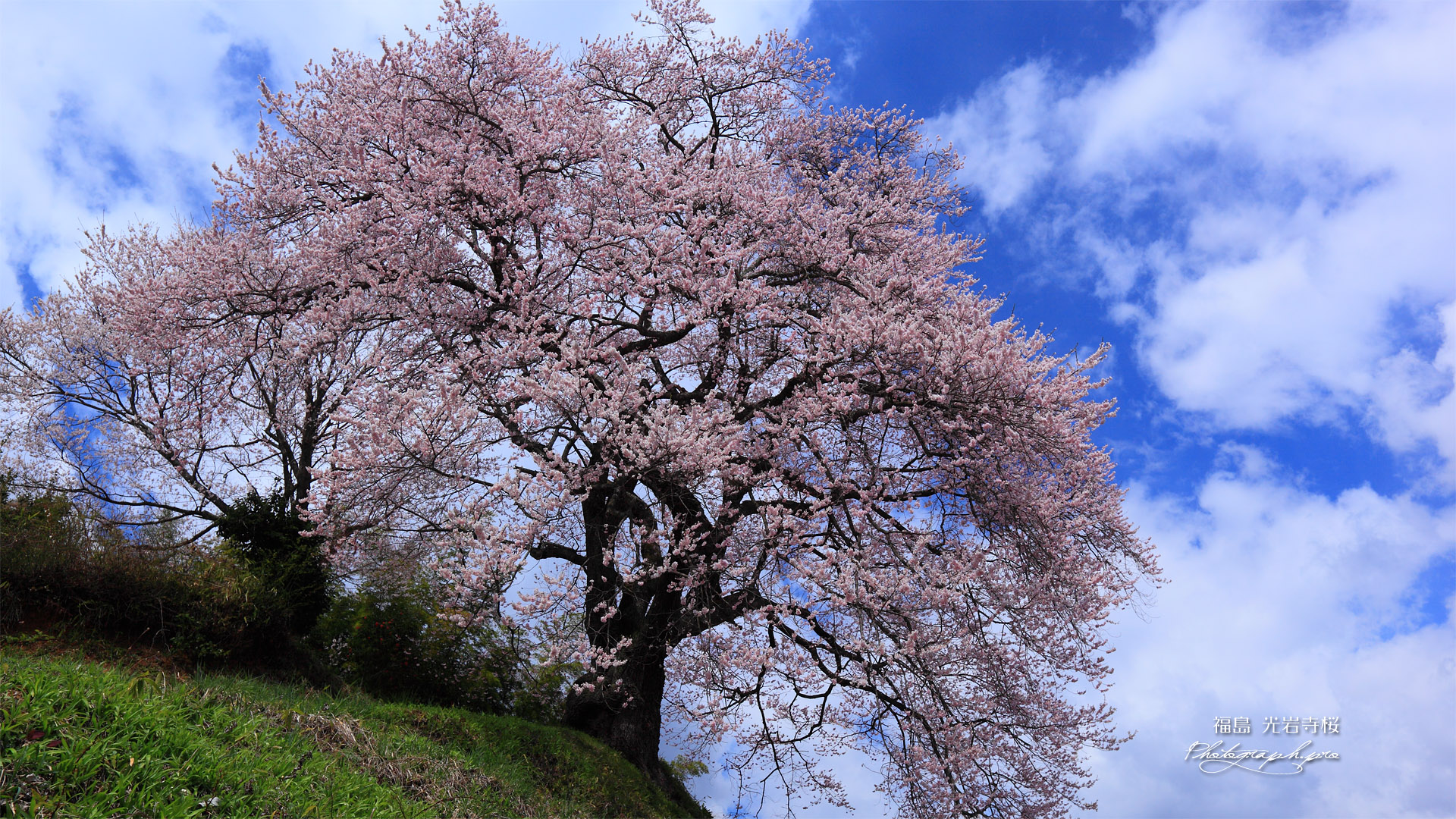 光岩寺桜