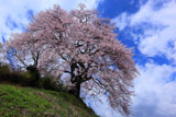 光岩寺桜