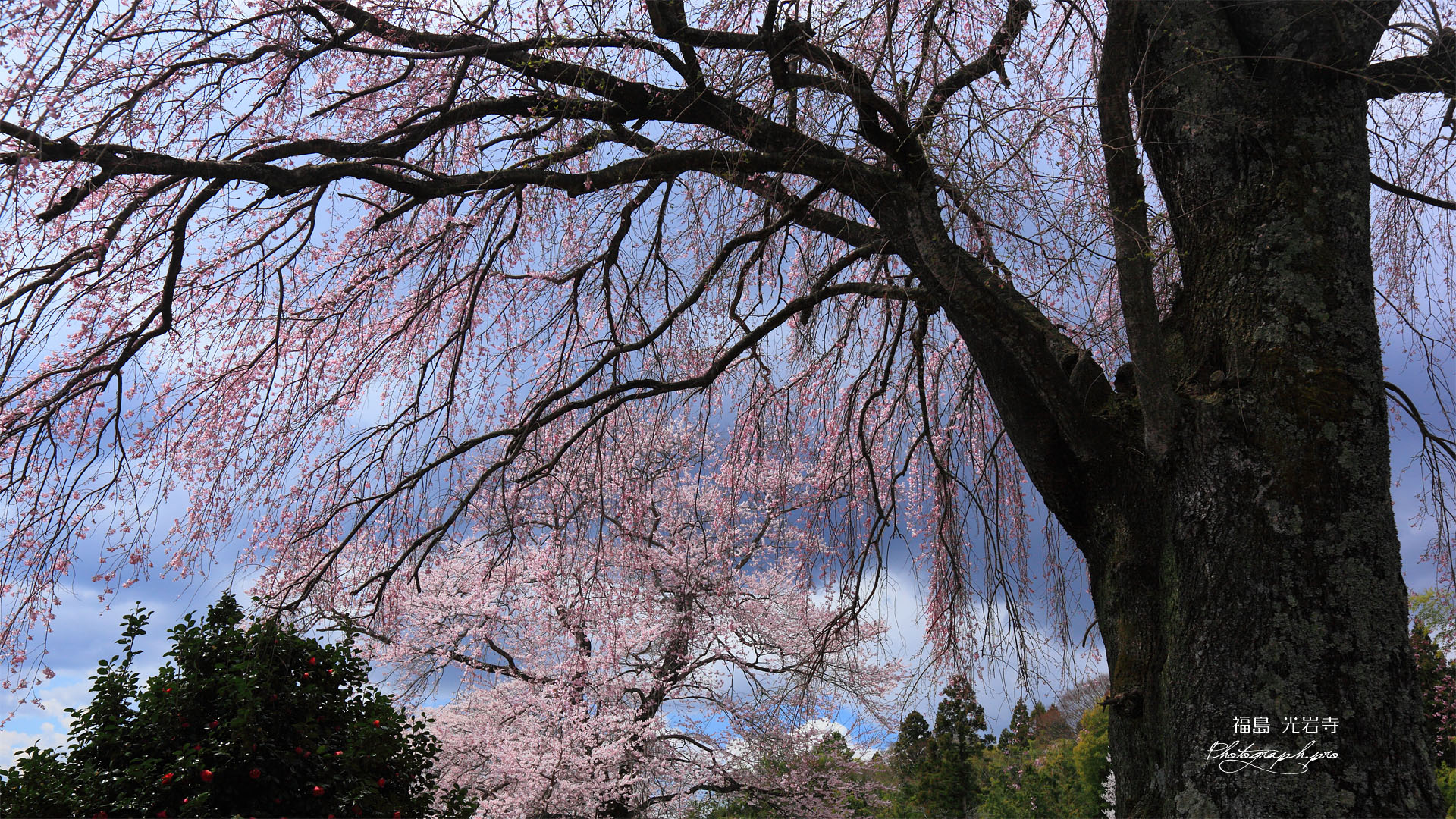 光岩寺墓地の枝垂れ桜