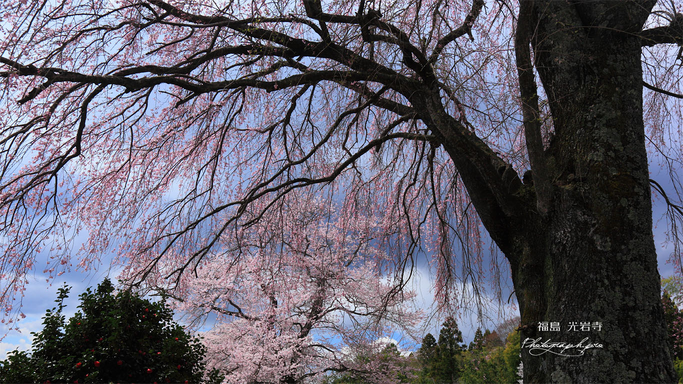 光岩寺墓地の枝垂れ桜 壁紙