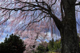 光岩寺墓地の枝垂れ桜
