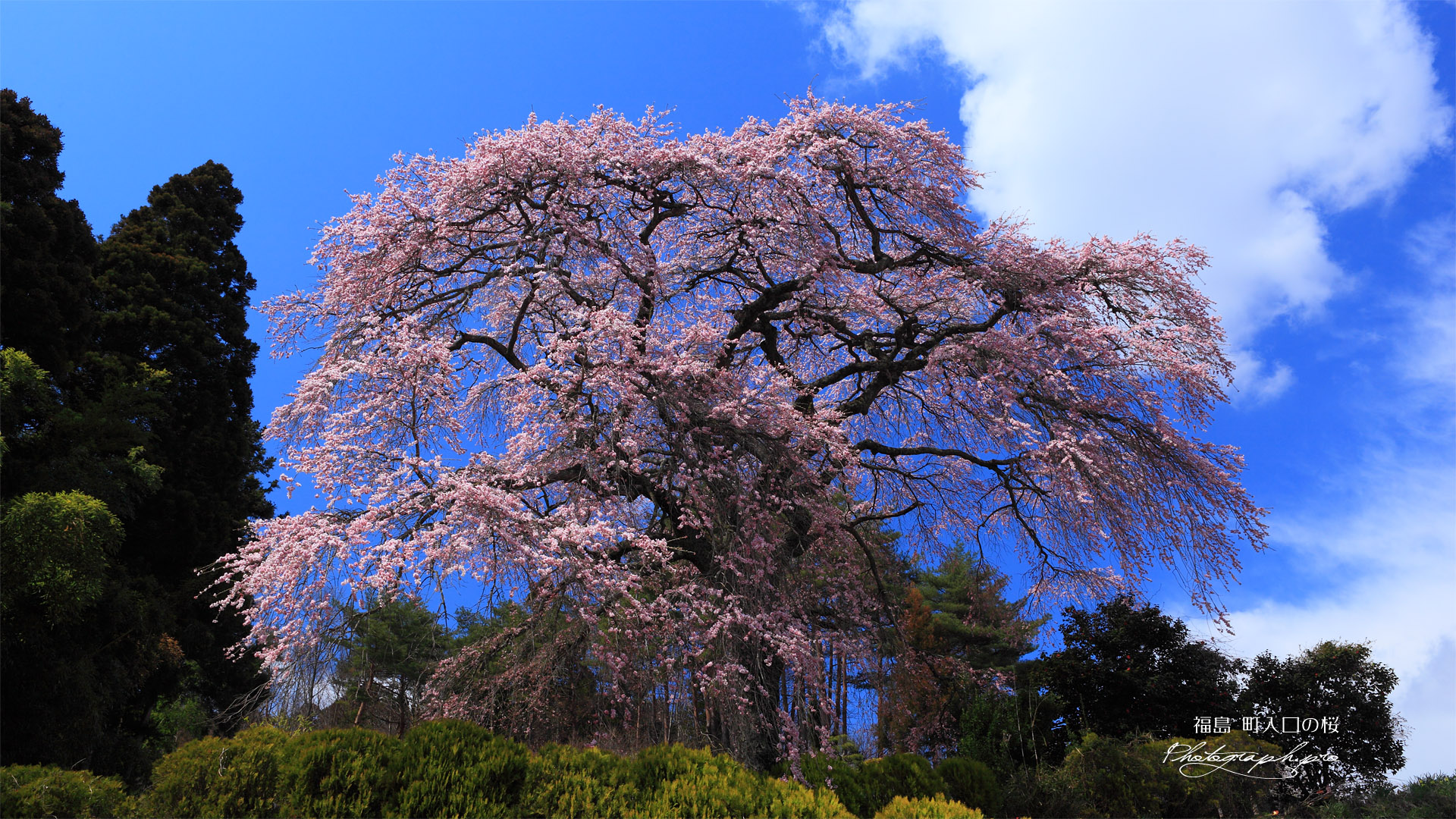 町入口の桜