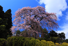 町入口の桜