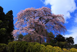 町入口の桜