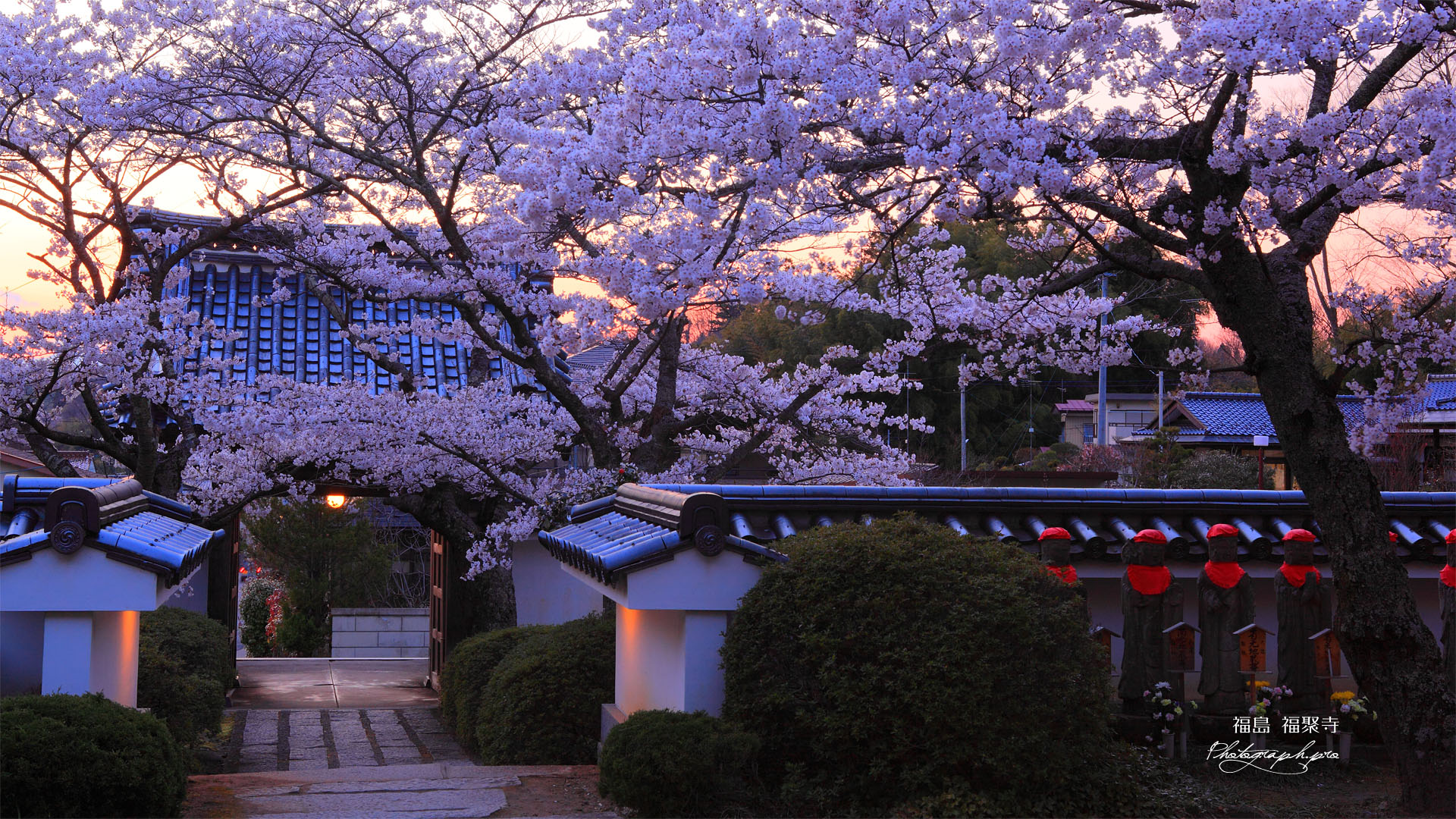 桜と福聚寺山門