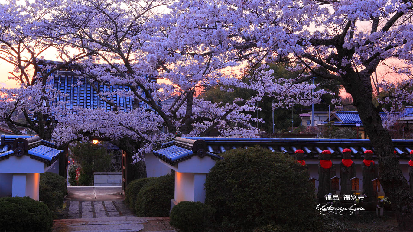 桜と福聚寺山門 壁紙