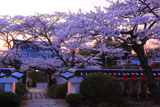 桜と福聚寺山門