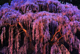 福聚寺の紅枝垂桜ライトアップ