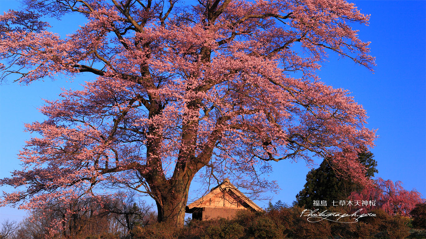 七草木天神桜と御堂 壁紙