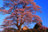 七草木天神桜と御堂