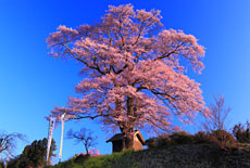 七草木天神桜