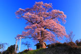 七草木天神桜とのぼり