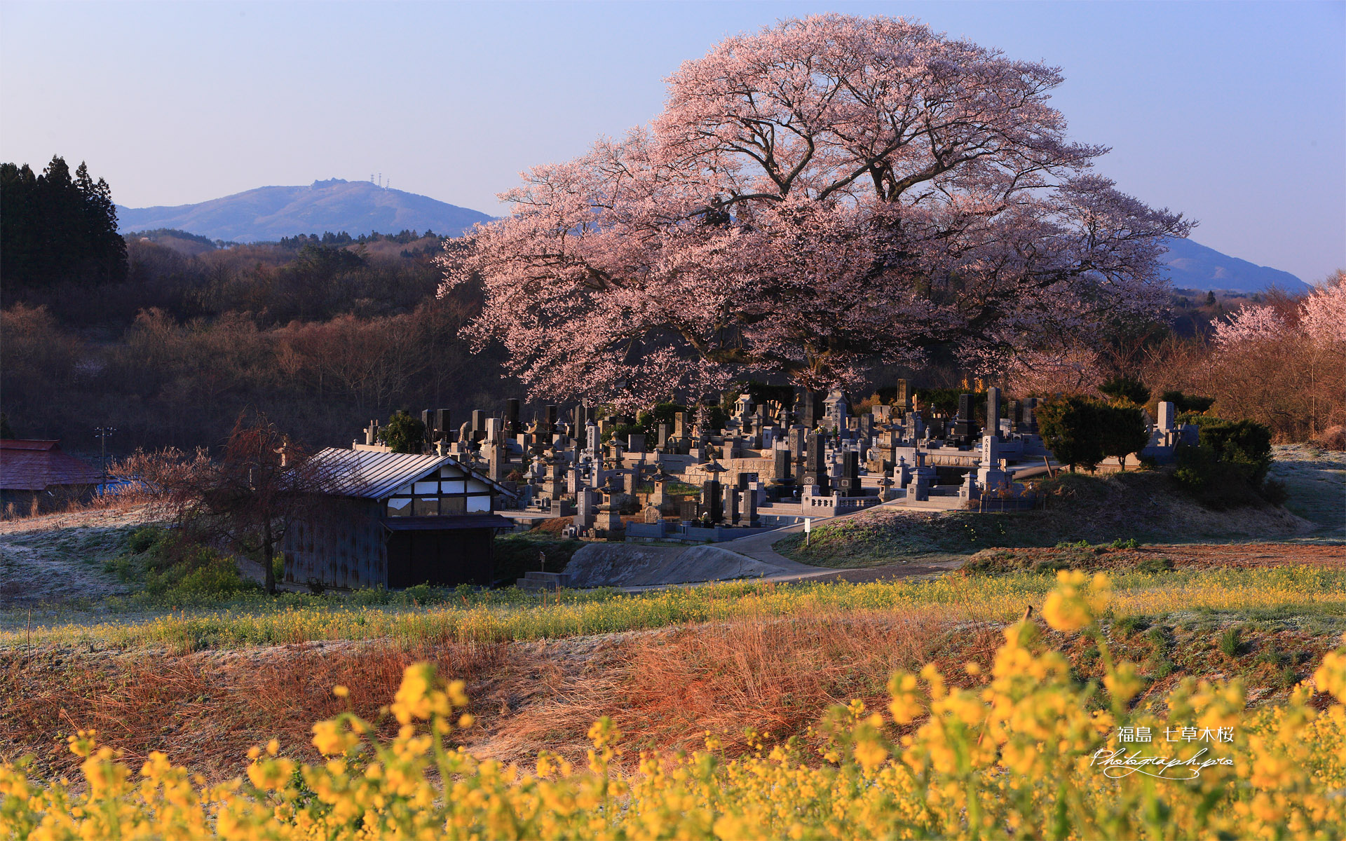 七草木の桜