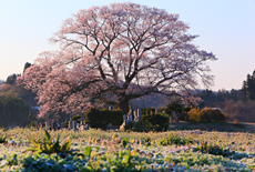 七草木桜