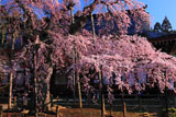 愛蔵寺の護摩桜と本堂