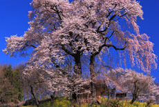 天神夫婦桜