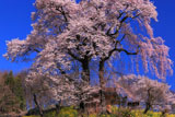 天神夫婦桜