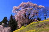 天神夫婦桜と菜の花