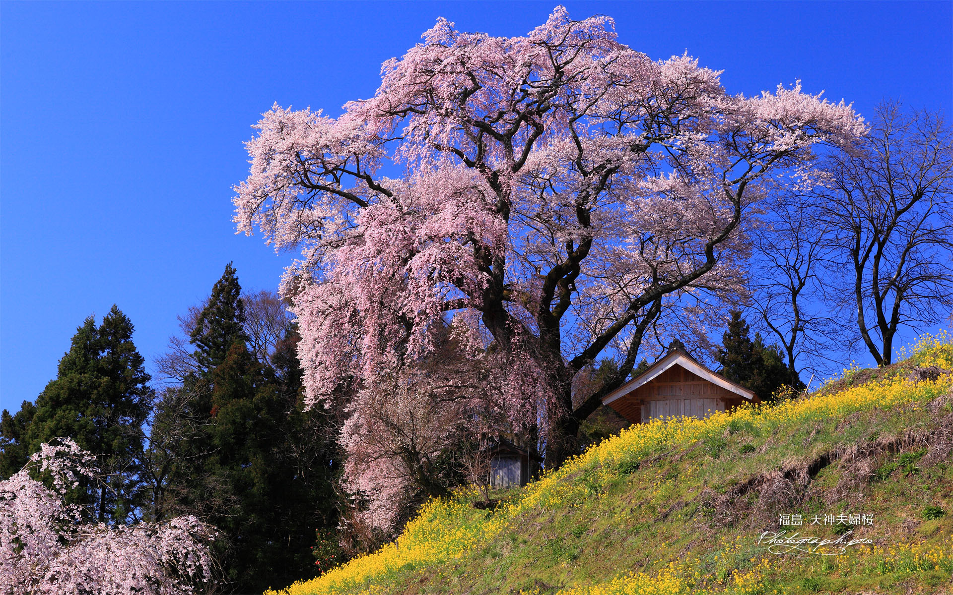 天神夫婦桜と菜の花