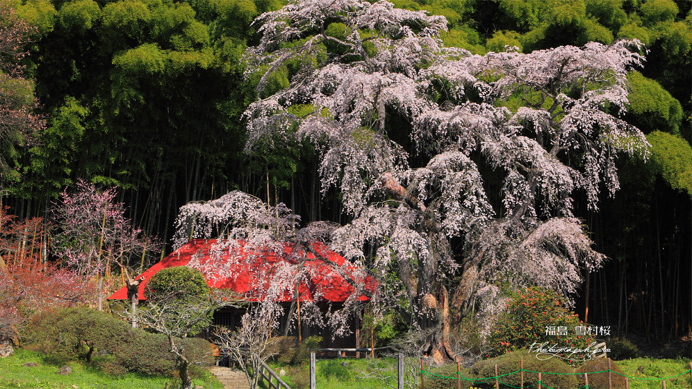 雪村桜と雪村庵 壁紙