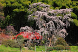 雪村桜と雪村庵