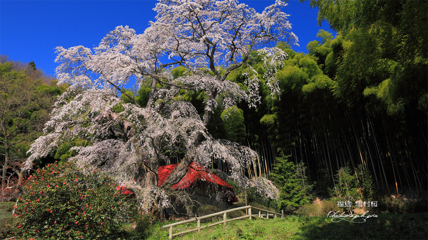 雪村桜と竹林 壁紙