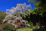 雪村桜と竹林