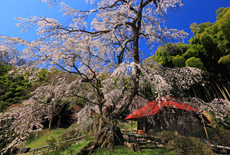 雪村桜