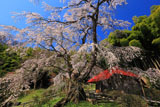 雪村桜