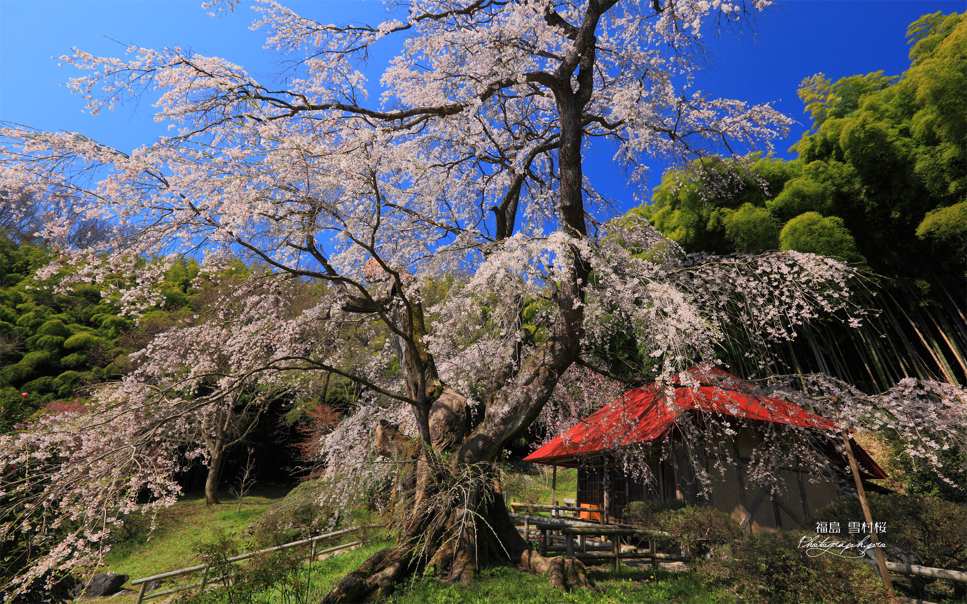 雪村桜