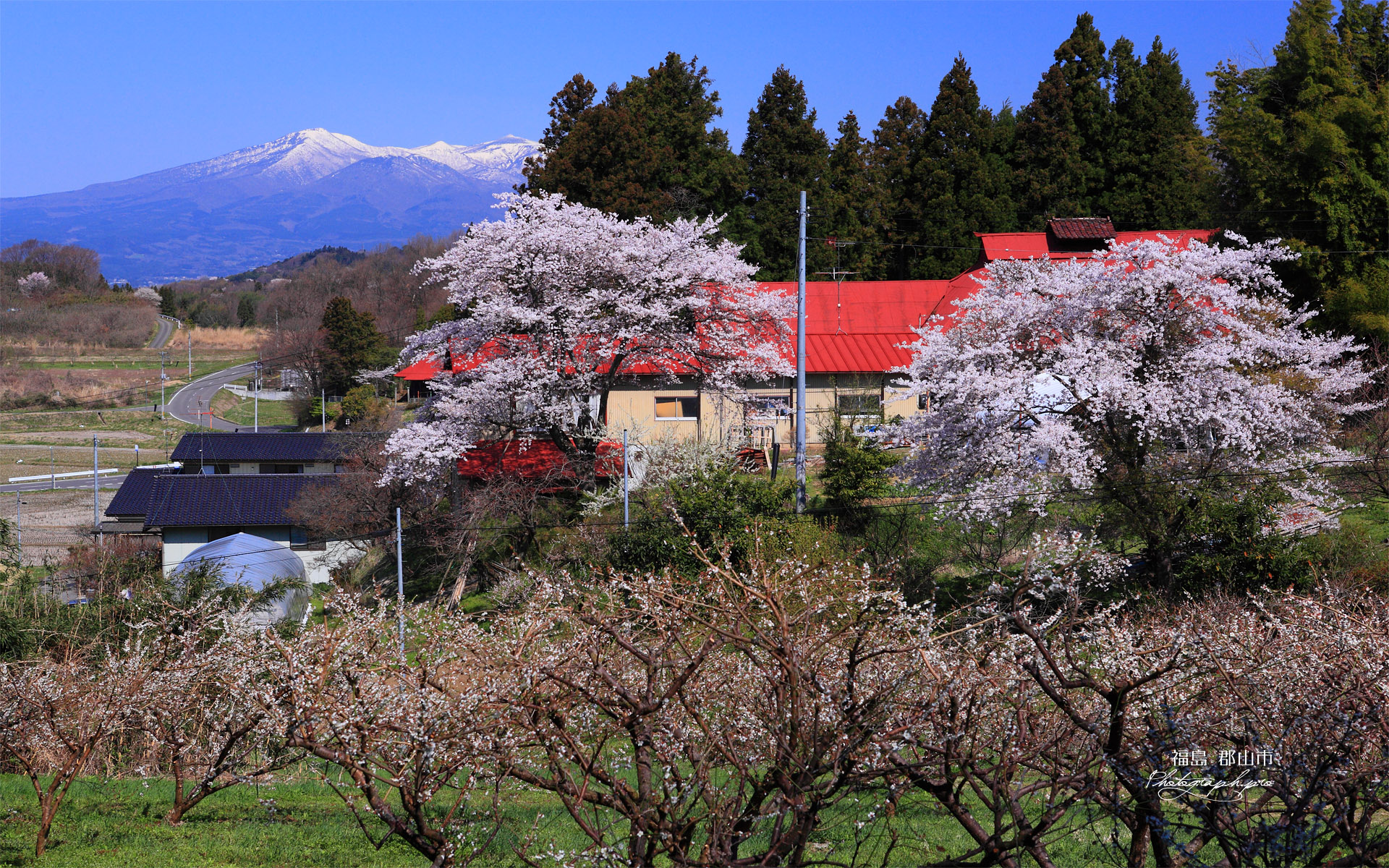 梅林と残雪の安達太良山
