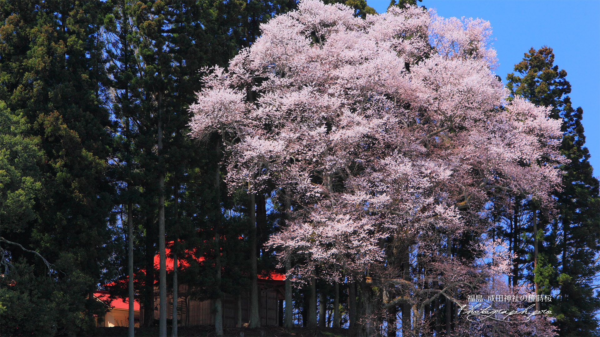 成田神社の種蒔桜