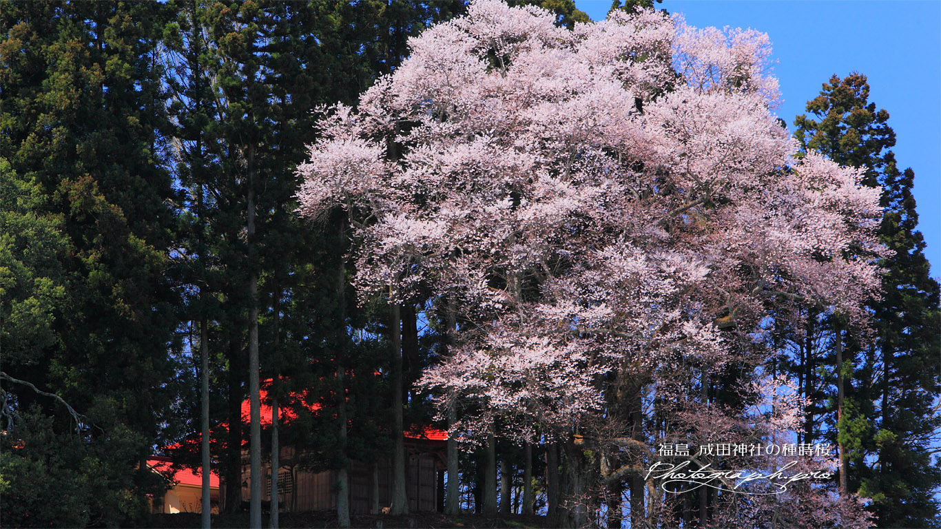 成田神社の種蒔桜 壁紙
