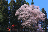 成田神社の種蒔桜