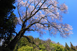 成田神社の種まき桜