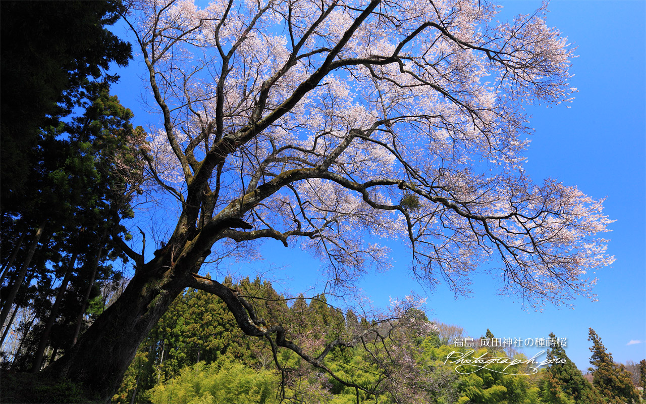 成田神社の種まき桜 壁紙