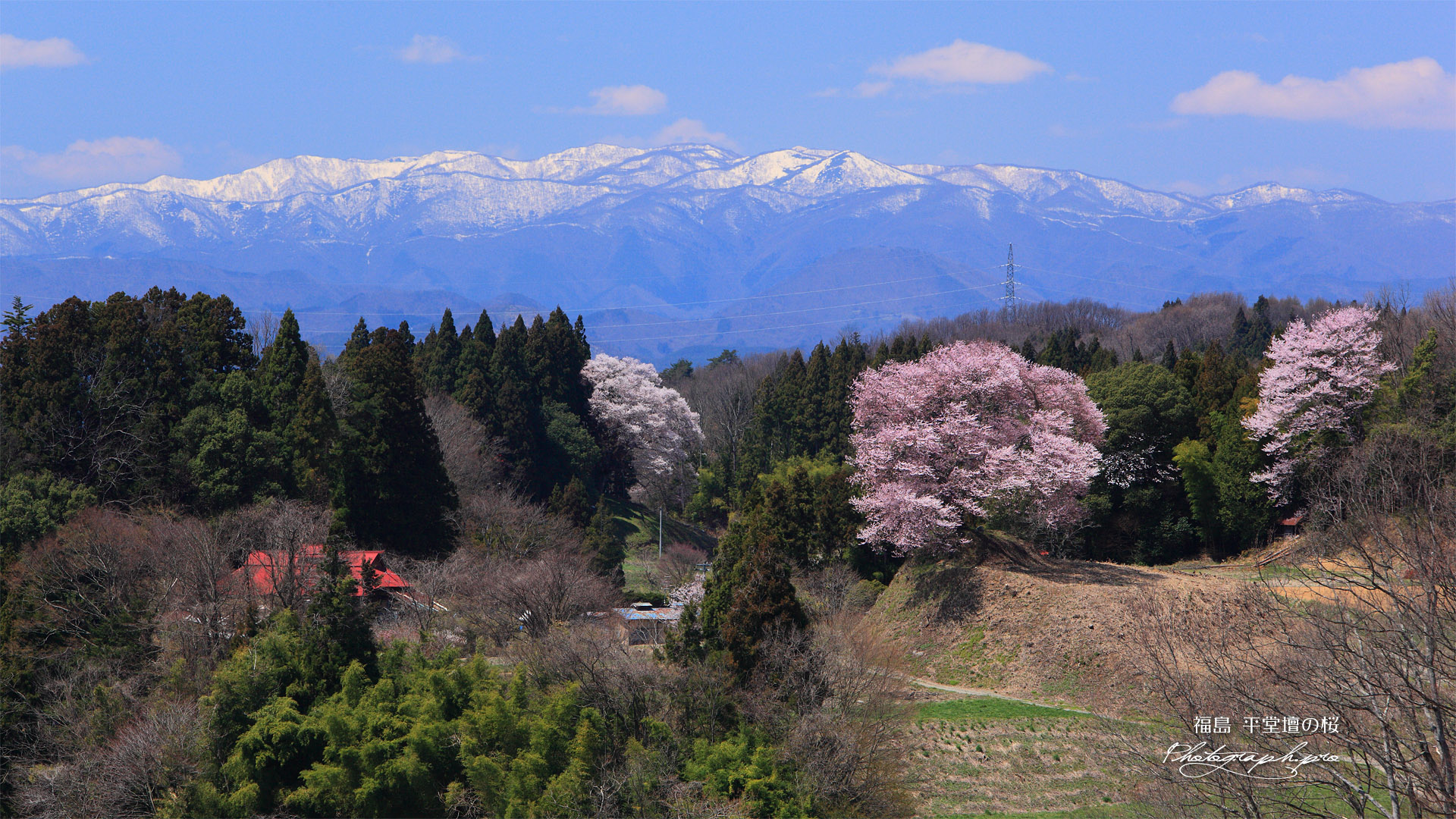 平堂壇の江戸彼岸桜