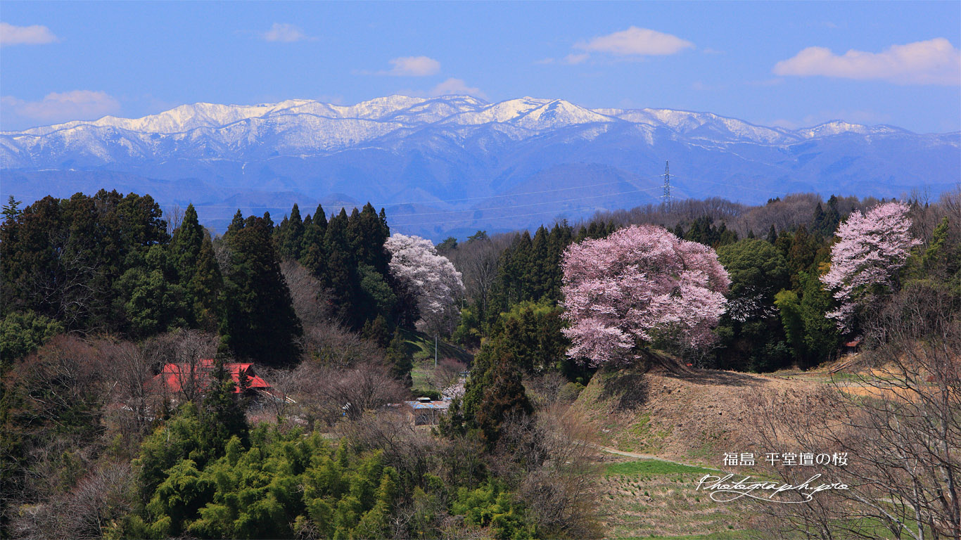 平堂壇の江戸彼岸桜 壁紙