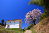 南成田の大桜