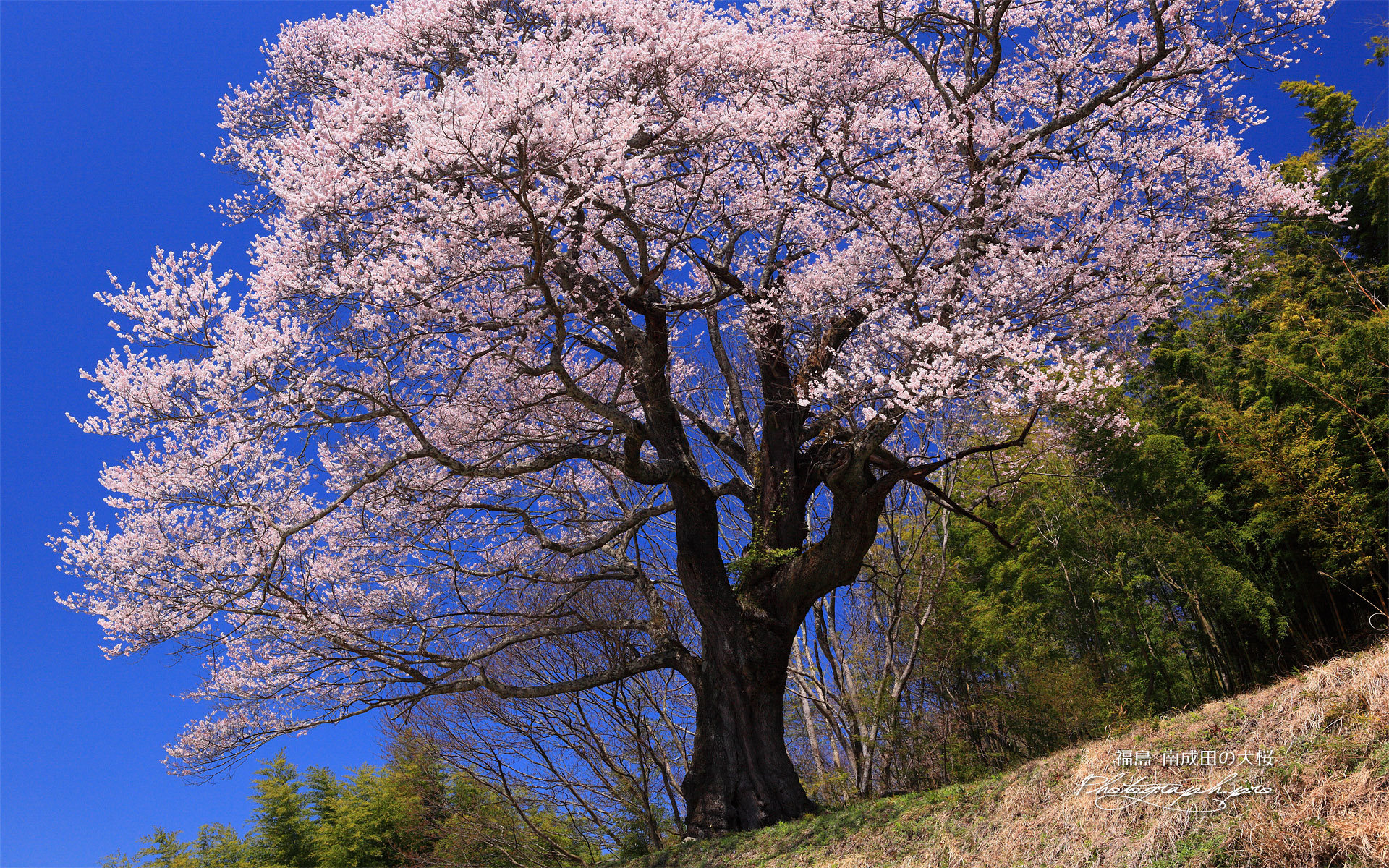 南成田の大ザクラ