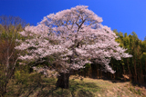 南成田の大桜