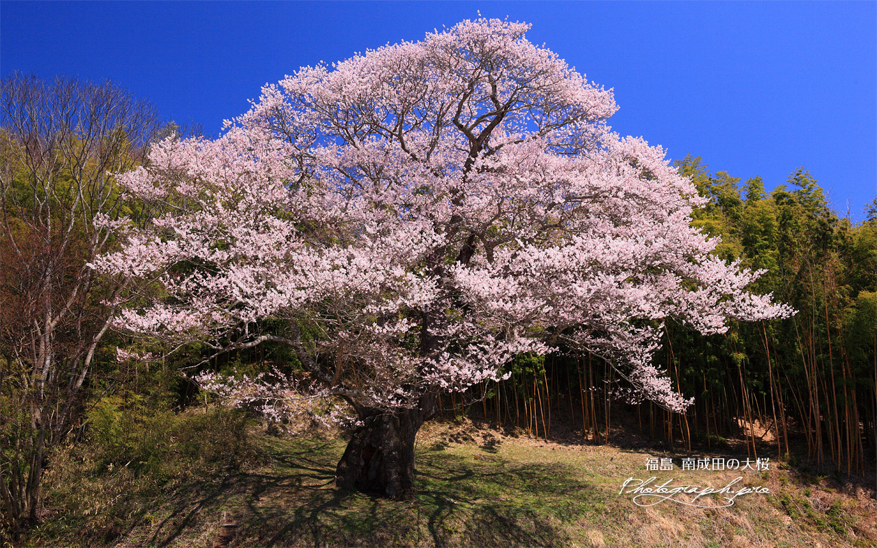 南成田の大桜 壁紙