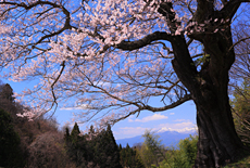 南成田の大桜